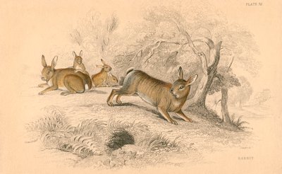 Kani Oryctolagus cuniculus, 1828 tekijältä Unbekannt