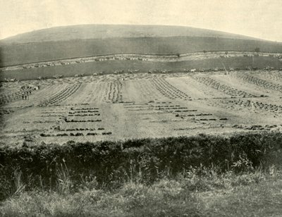 Reaper & Binder Competition, Mount Blowhard, lähellä Ballaratia, 1901. tekijältä Unbekannt