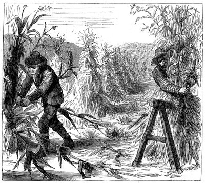 Maissin korjuu ja istuttaminen kuivattavaksi, Lake Drie, Kanada, 1880 tekijältä Unbekannt