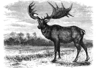 Irlannin Megaloceros-hirven rekonstruktio, c1880 tekijältä Unbekannt