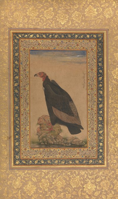 Red-Headed Vulture, Folio Shah Jahan -albumista, recto ja verso: 1800-luvun alku. tekijältä Unbekannt