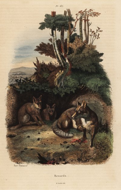 Punaketut, Vulpes vulpes, luolan ulkopuolella tekijältä Unbekannt
