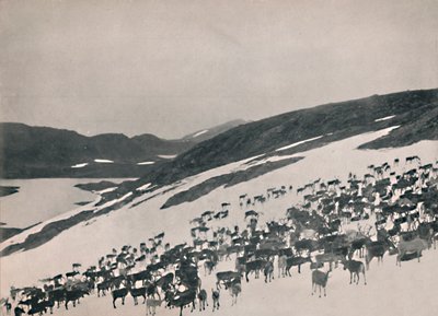Poro vuorilla, 1914. tekijältä Unbekannt