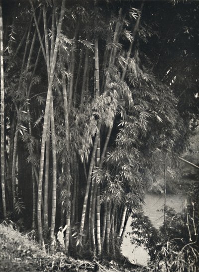 Riesenbambus Dendrocalamus giganteus Peradeniya bei Kandyssa, 1926 tekijältä Unbekannt