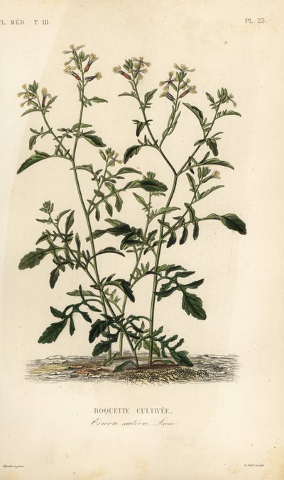 Rocket tai rucola, Eruca vesicaria, Eruca sativa, Roquette cultivare tekijältä Unbekannt