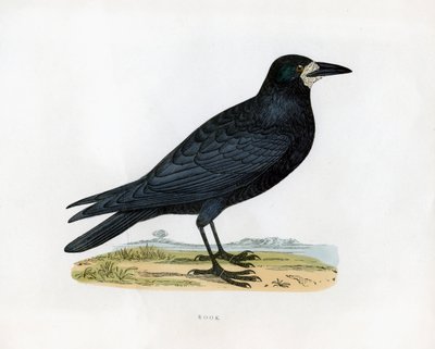 Rook, 1800-luku tekijältä Unbekannt