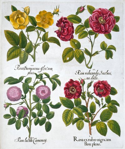 Ruusut, 1613 tekijältä Unbekannt