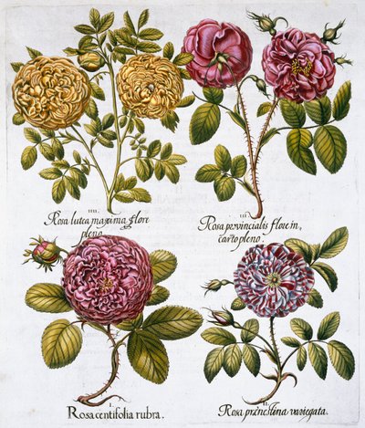 Ruusut, 1613 tekijältä Unbekannt
