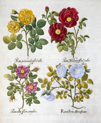 Ruusut, 1613 tekijältä Unbekannt