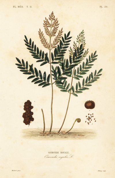 Kuninkaallinen saniainen, Osmunda lakritsi, Osmonde royal tekijältä Unbekannt