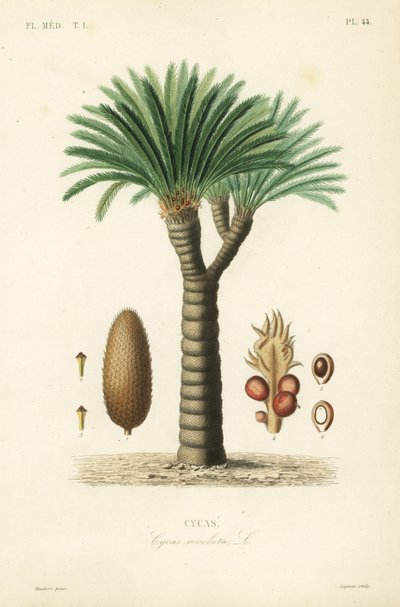 Saagopalmu, kuningassago, saago-sago tai japanilainen saagopalmu, Cycas revoluta, Cycas tekijältä Unbekannt