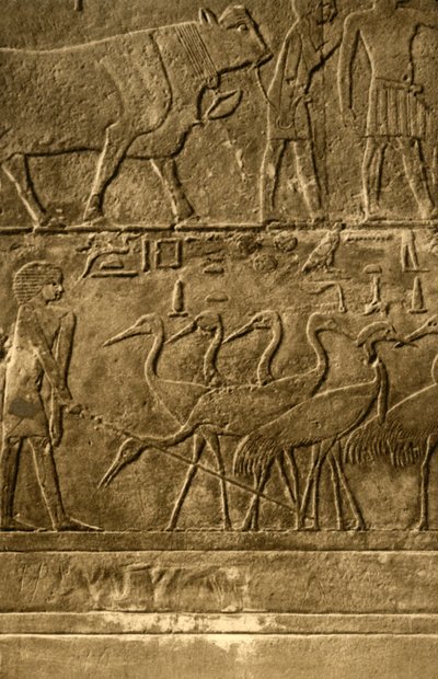 Saqqara - Ti-seinämaalausten hauta, c1918-c1939. tekijältä Unbekannt