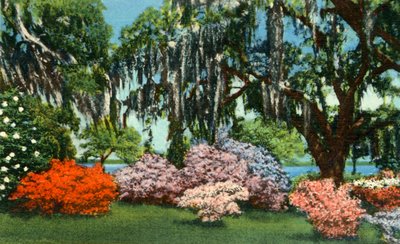 Kohtaus Belle Isle Gardensissa lähellä Georgetownia, S.C.:tä, 1942. tekijältä Unbekannt