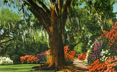 Kohtaus Magnolia Gardensissa, lähellä Charlestonia, S.C., 1942. tekijältä Unbekannt