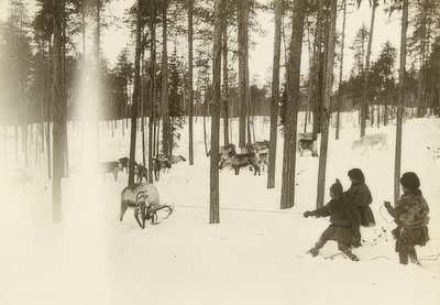 Ruotsi. Rag (siemen), kun pyydystetään poroa. Noin 1900 tekijältä Unbekannt