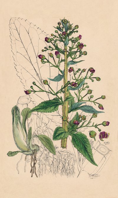 Scrophularia Ehrharti. Ehrhartin vesibetoni, 1800-luku tekijältä Unbekannt