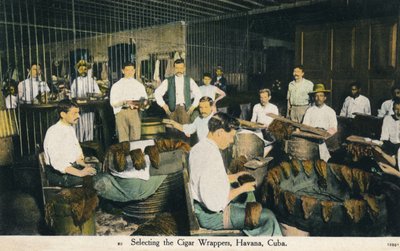 Sikarikääreiden valitseminen, Havanna, Kuuba, c1910 tekijältä Unbekannt