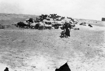 Lampaat laiduntavat Samarran ulkopuolella Mesopotamiassa, 1918 tekijältä Unbekannt