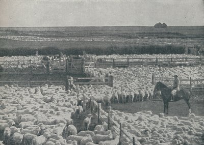 Lammastarhat Australiassa, 1910 tekijältä Unbekannt