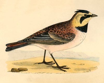 Shore Lark, 1800-luvun loppu. tekijältä Unbekannt