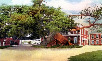 Silk Cotton Tree, Nassau, New Providence, Bahama, 1900-luku tekijältä Unbekannt