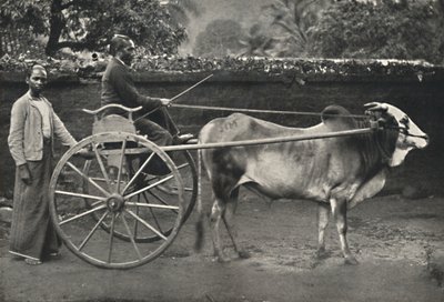 Singhalesisches Zebufuhrwerk, 1926 tekijältä Unbekannt
