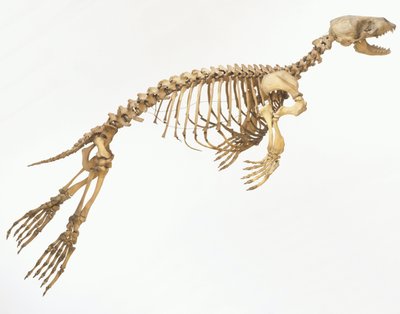 Kirjohylkeen (Phoca vitulina) luuranko "liikkeessä", sivukuva ©Dave King/Dorling Kindersley/UIG/Leemage tekijältä Unbekannt