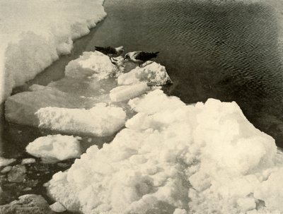 Skuan lokit jään reunalla, c1908, 1909. tekijältä Unbekannt