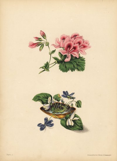 Smithin geranium, etusija; Suloiset violetit ja valkoiset kukkaiset violetit, tunteiden puhtaus, rehellisyys, vaatimattomuus ja viattomuus tekijältä Unbekannt