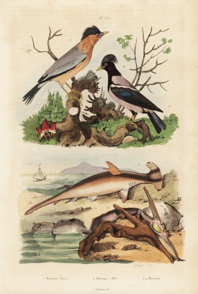Sileä vasarapää, Sphyrna malleus 1, vasara osteri, Malleus malleus 2, brahminy myna, Sturnia pagodarum 3 ja ruusukottarainen, Pastor roseus 4 tekijältä Unbekannt