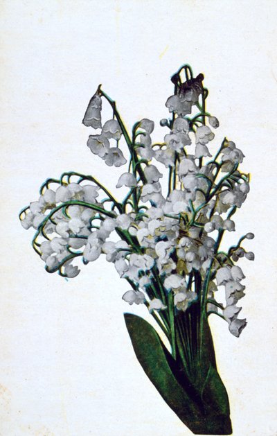 Lumikello, ranskalainen kukkapostikortti, c1900 tekijältä Unbekannt