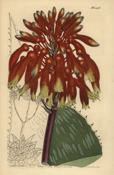 Saippua aloe tai seepra aloe, Aloe maculata (Suurin tavallinen saippua-aloe, Aloe saponaria latifolia) tekijältä Unbekannt