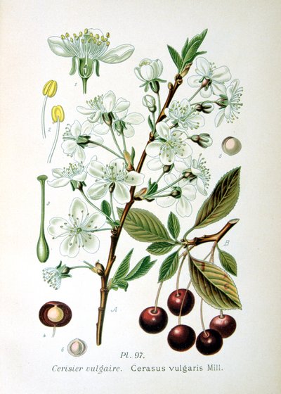 Hapankirsikka, 1893 tekijältä Unbekannt