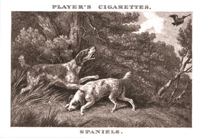 Spanielit, 1924. tekijältä Unbekannt