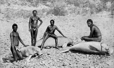 Speared manatee, Luoteis-Australia, 1922 tekijältä Unbekannt