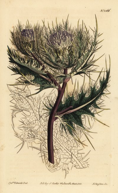 Spinisin ohdake, Cirsium spinosissimum (höyhenpäinen cnicus, Cnicus spinosissimus) tekijältä Unbekannt