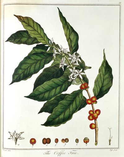 Kahvin oksa Coffea arabica, jossa näkyy kukat ja pavut, 1798 tekijältä Unbekannt