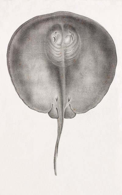 Stingray, edestä lähikuva tekijältä Unbekannt