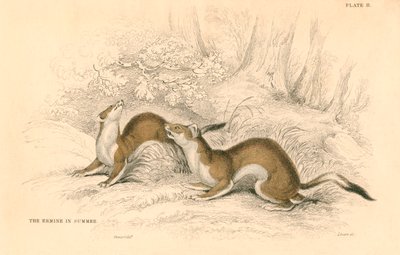 Stoat Mustela erminea, lumikkoperheen jäsen, 1828 tekijältä Unbekannt