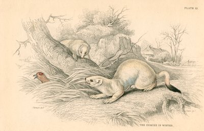 Stoat Mustela erminea, lumikkoperheen jäsen, 1828 tekijältä Unbekannt