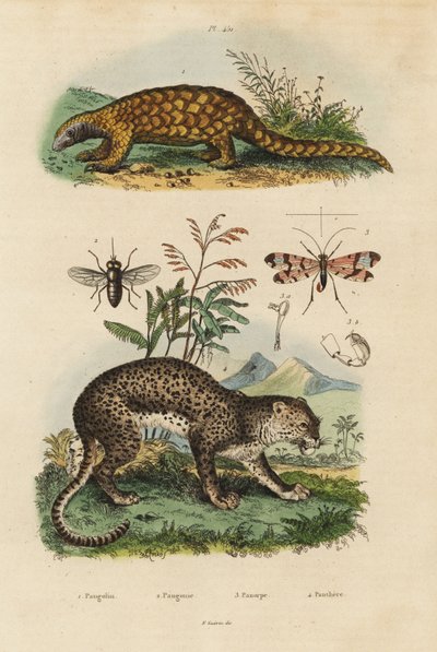 Sunda pangolin, Manis javanica, erittäin uhanalainen 1, leopardi, Panthera pardus 4, hevoskärpäs, Tabanus rostratus 3, skorpionikärpäs, Panorpa communis 3 tekijältä Unbekannt
