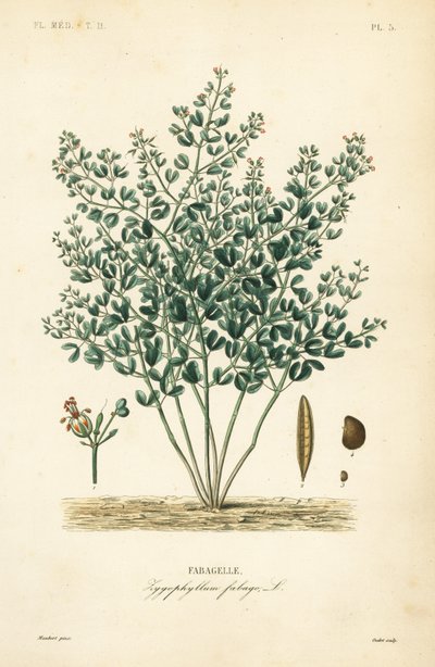 Syyrianpapukapris, Zygophyllum fabago, Fabagelle tekijältä Unbekannt