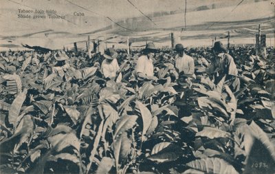 Tupakka markiisin alla. Varjossa kasvatettu tupakka - Kuuba, c1900 tekijältä Unbekannt