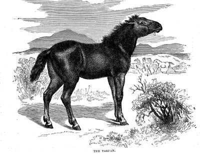 Tarpan, 1884 tekijältä Unbekannt