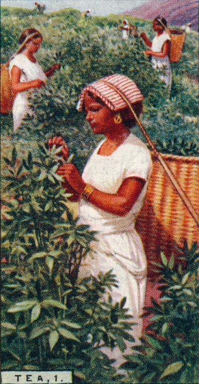 Tea, 1. - Lehtien nyppiminen, Ceylon, 1928 tekijältä Unbekannt