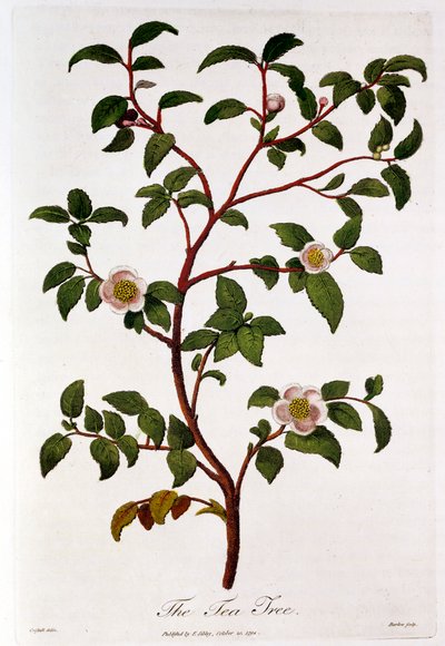Tee: Camellia sinensisin haara, 1798 tekijältä Unbekannt