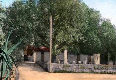 Terebinth-puu, Hammam Meskoutine, Algeria tekijältä Unbekannt