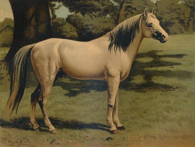 Kenraali Sir Hope Grantin arabiponi, vuodelta 1879. tekijältä Unbekannt