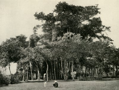 Banyan Tree, Barrackpore, 1870, 1925. tekijältä Unbekannt