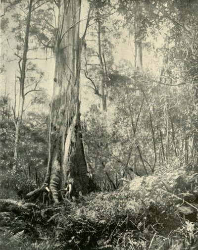 Paroni, tunnettu korkea puu, 1901. tekijältä Unbekannt